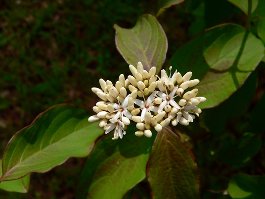 {Cornus drummondii}